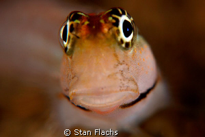 Blenny, pretty close by Stan Flachs 